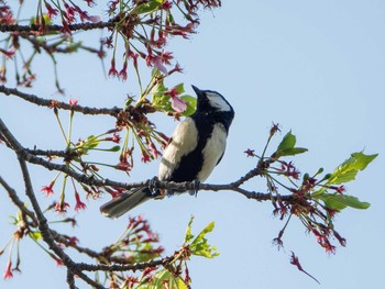 シジュウカラ 芝川第一調節池(芝川貯水池) 2019年4月20日(土)