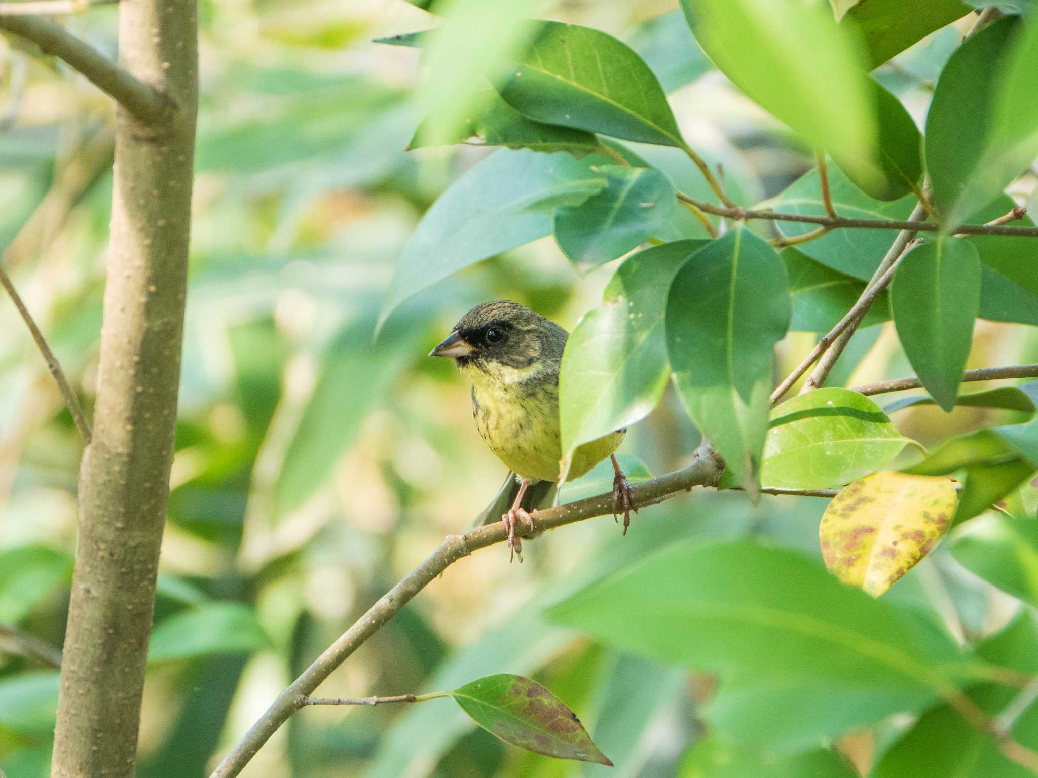 Masked Bunting