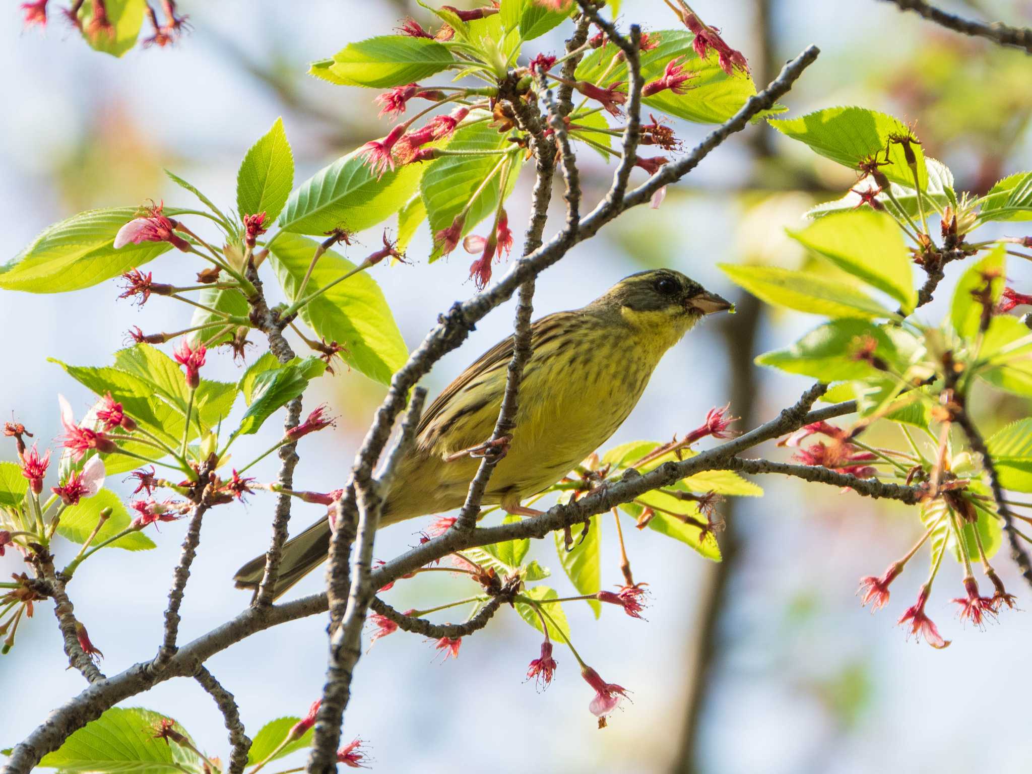 Masked Bunting