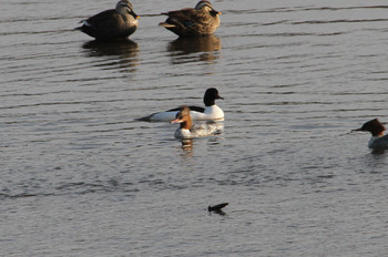 2019年2月24日(日) 茨城県つくばみらい市の野鳥観察記録