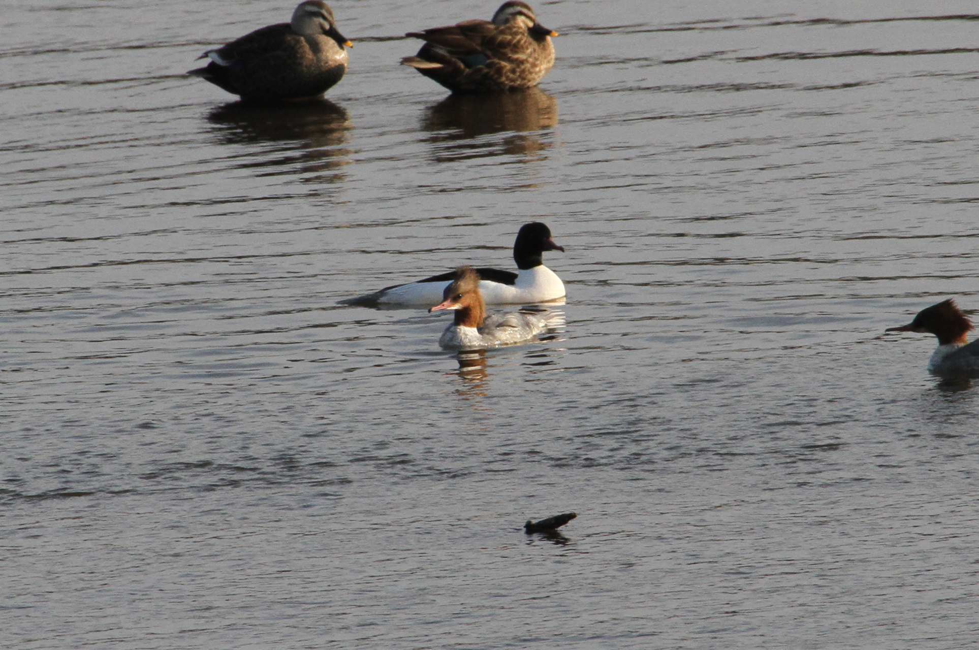 Photo of Common Merganser at 茨城県つくばみらい市 by Simo