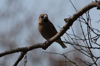 Hawfinch 茨城県つくばみらい市 Thu, 4/4/2019