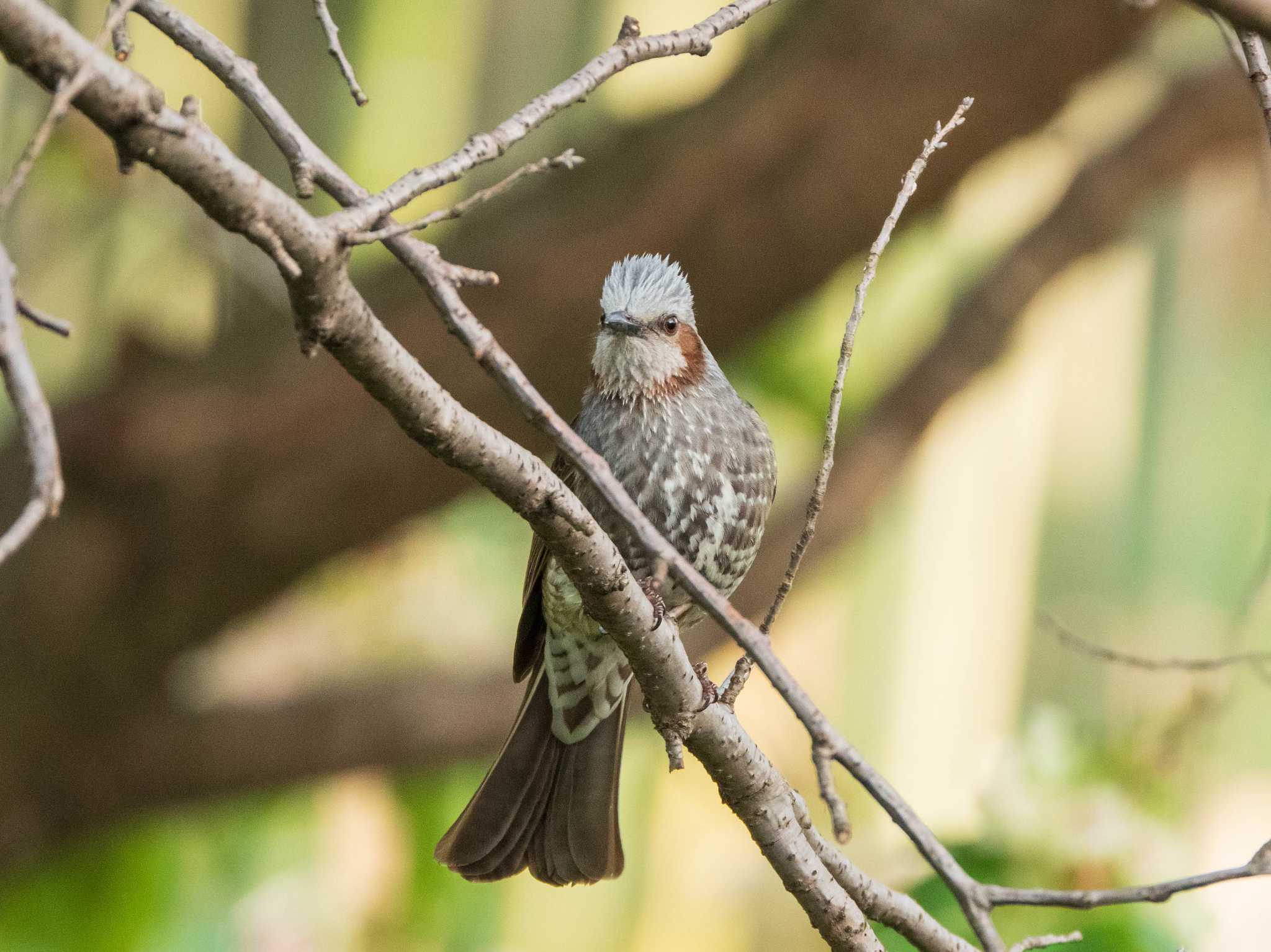 Brown-eared Bulbul