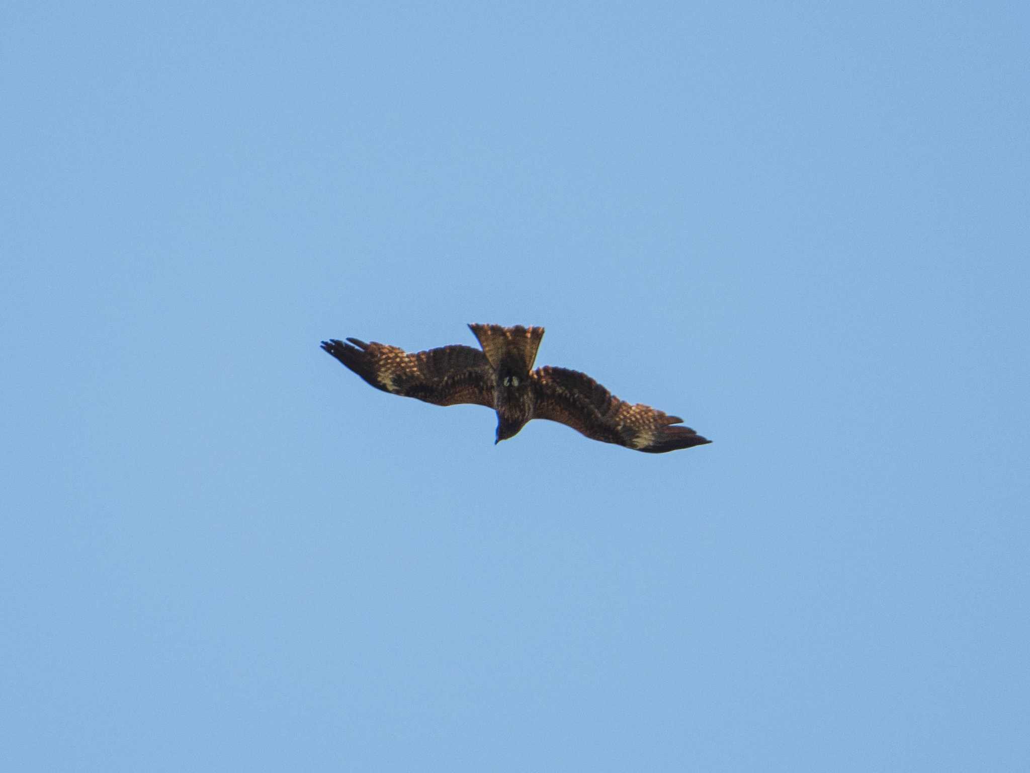 Black Kite