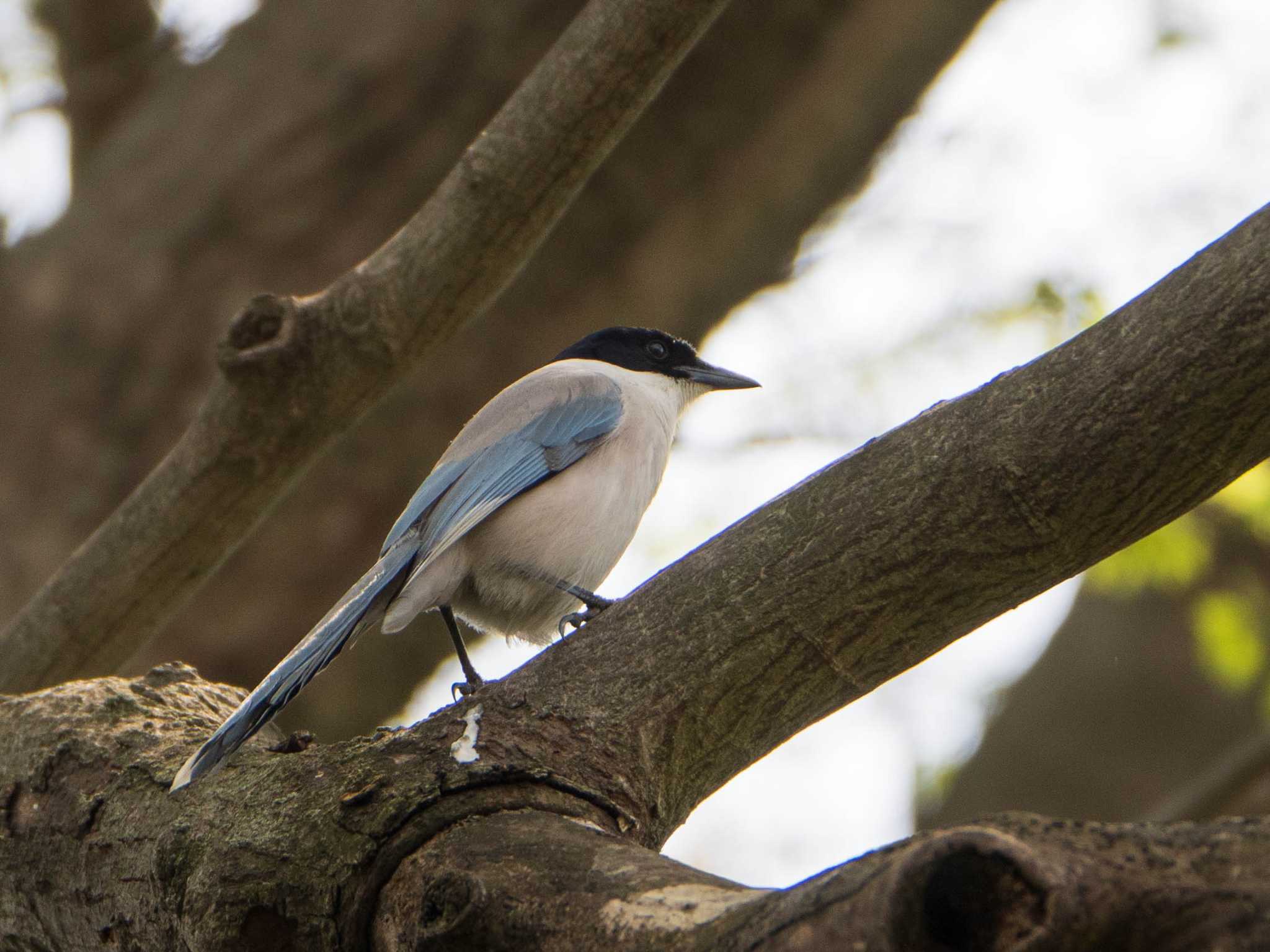 Azure-winged Magpie