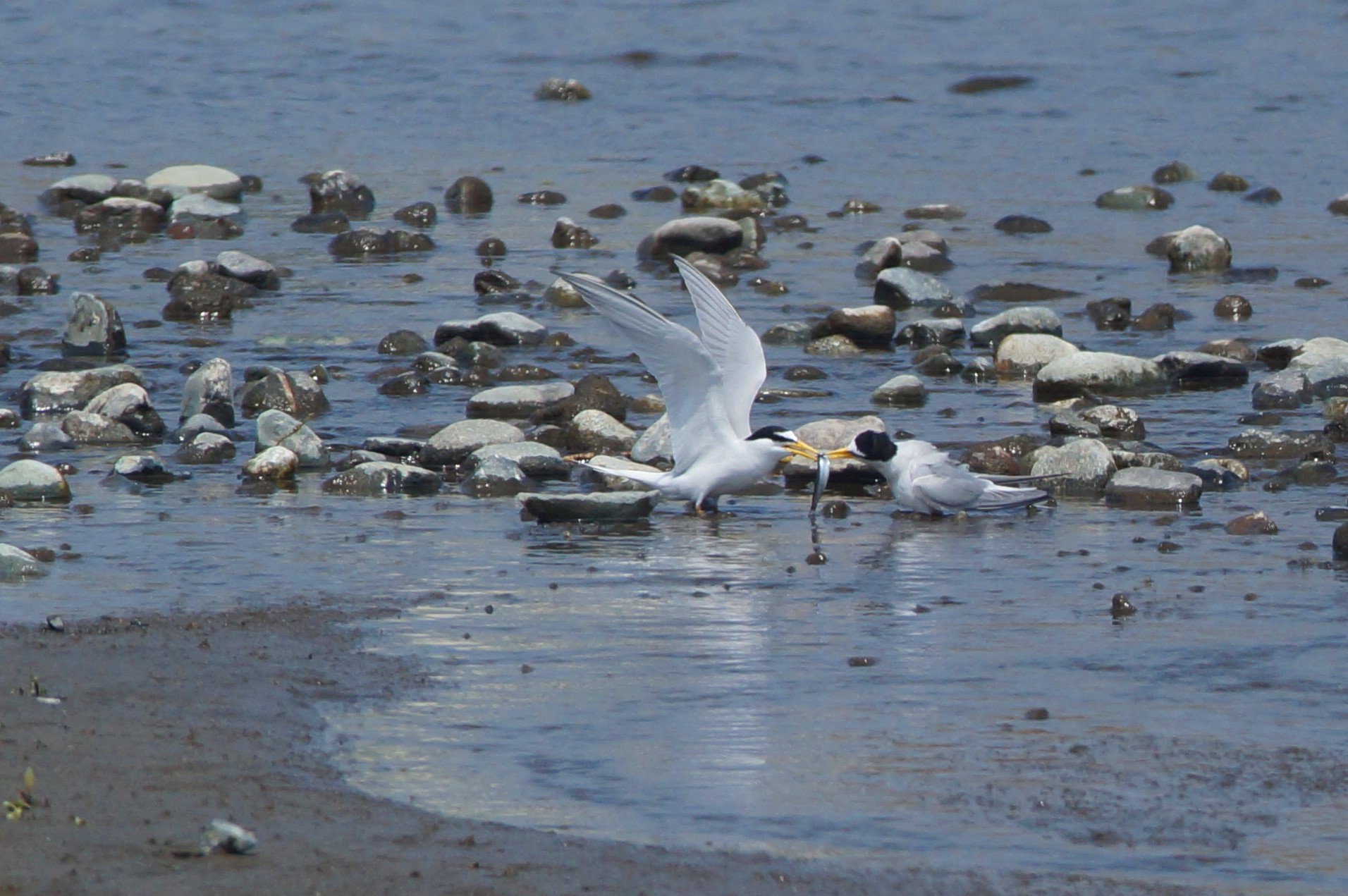 Little Tern