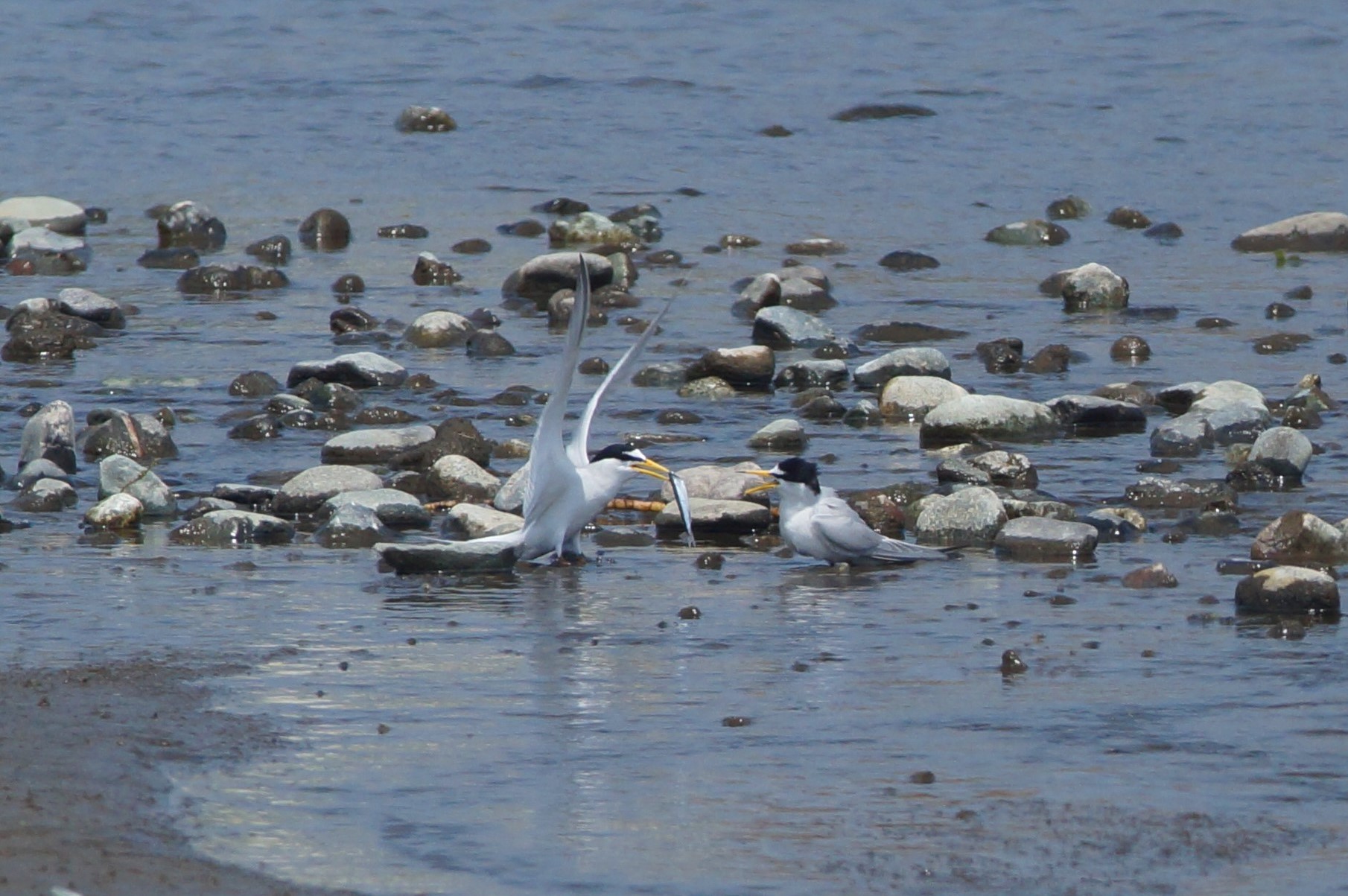 Little Tern