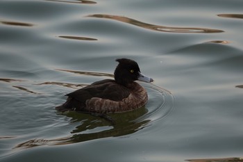 2018年2月24日(土) 不忍池(上野恩賜公園)の野鳥観察記録