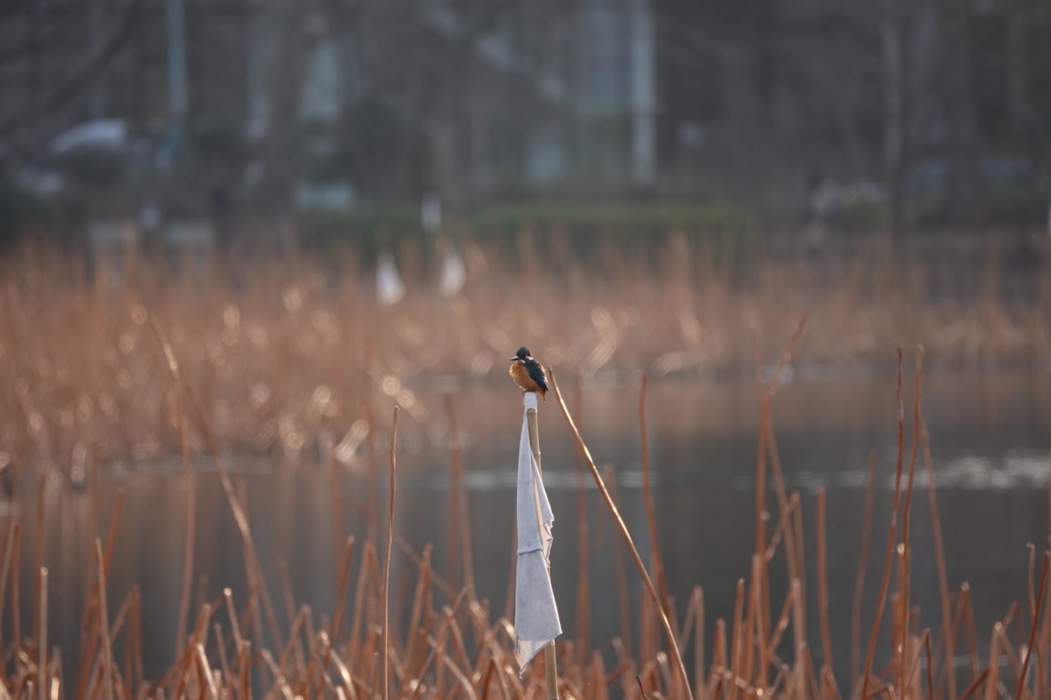 不忍池(上野恩賜公園) カワセミの写真 by Hofstadter2303