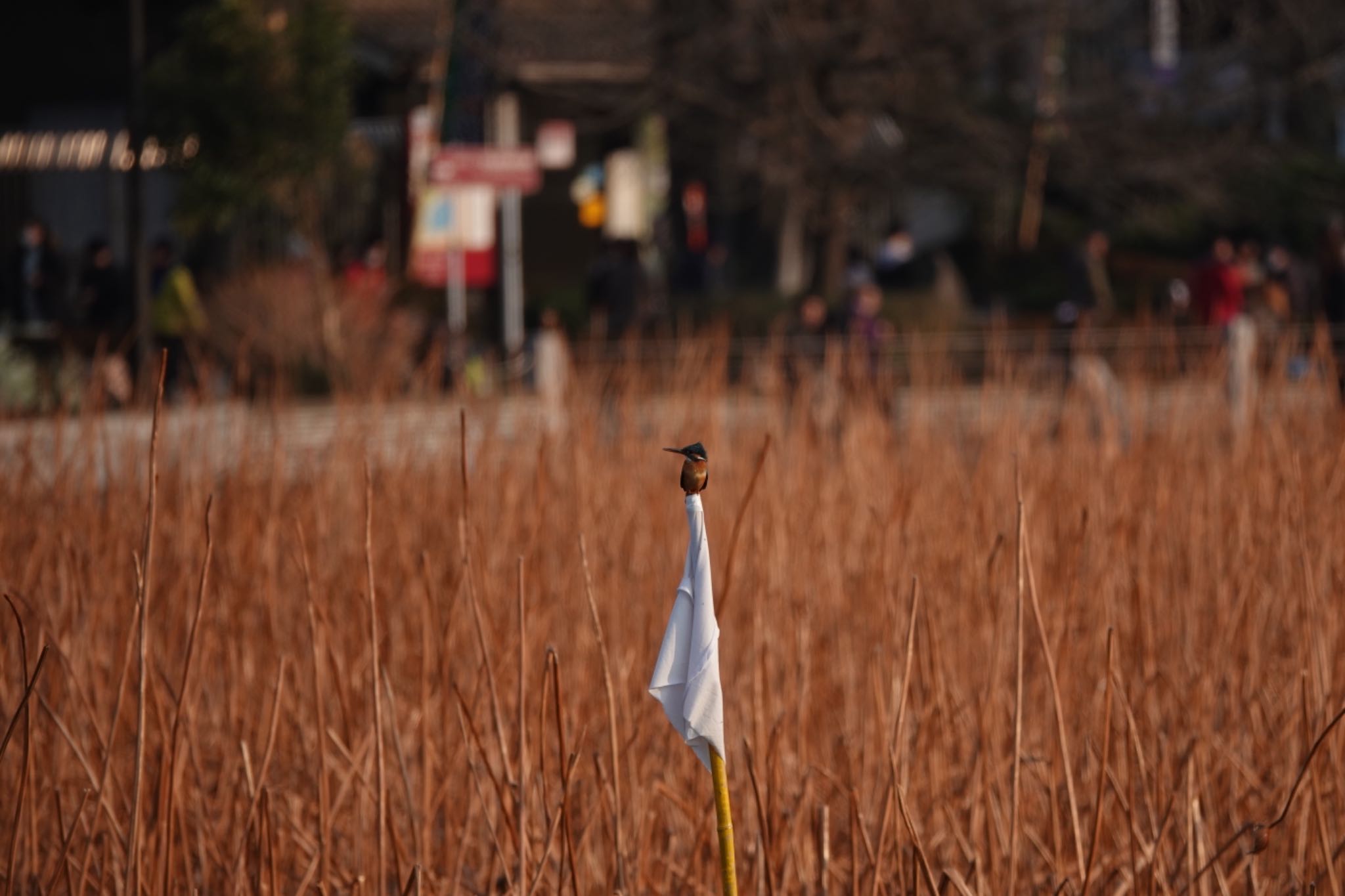 不忍池(上野恩賜公園) カワセミの写真 by Hofstadter2303