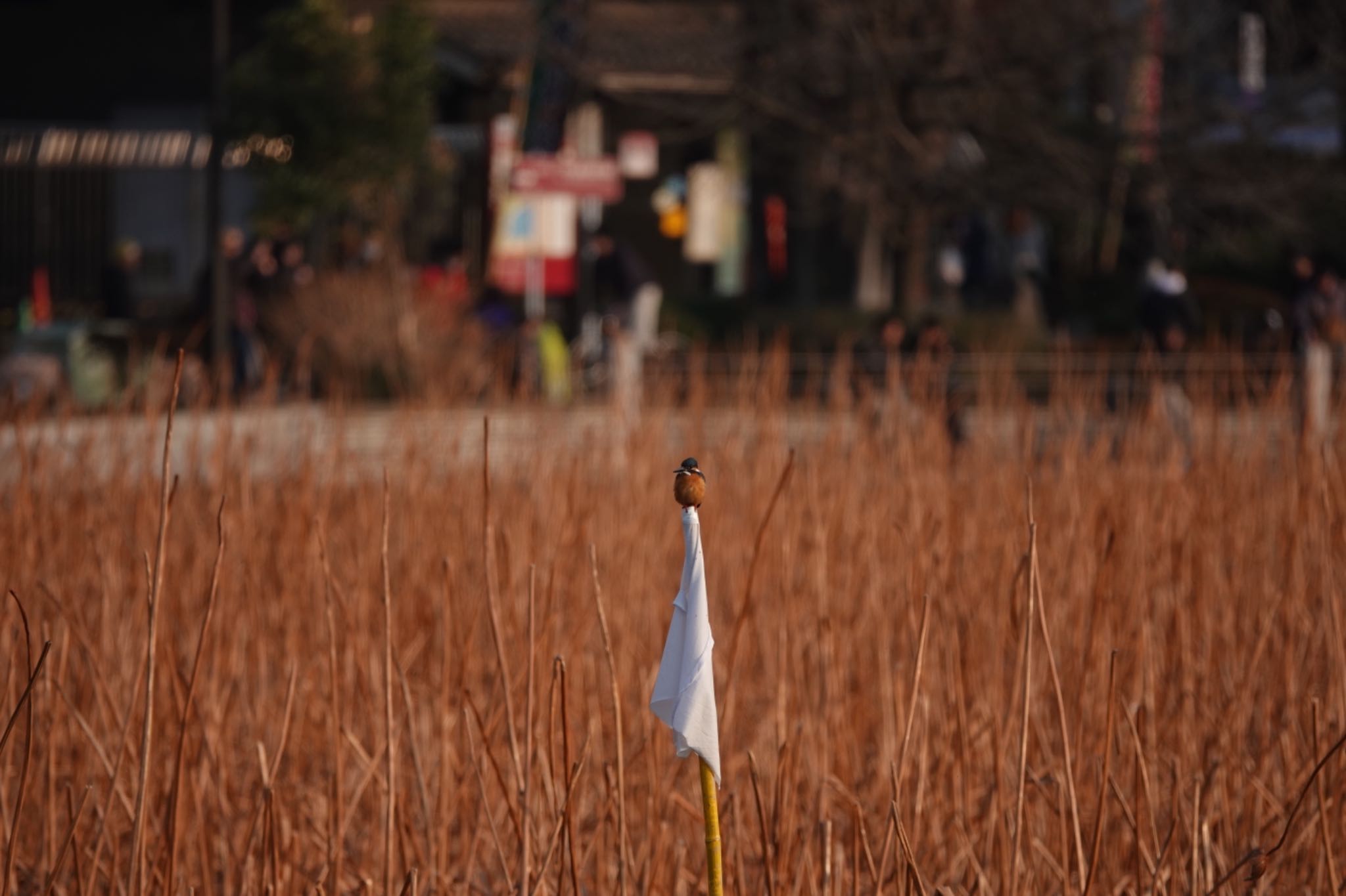 不忍池(上野恩賜公園) カワセミの写真 by Hofstadter2303