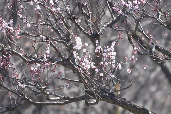 2018年3月4日(日) 小宮公園(八王子)の野鳥観察記録