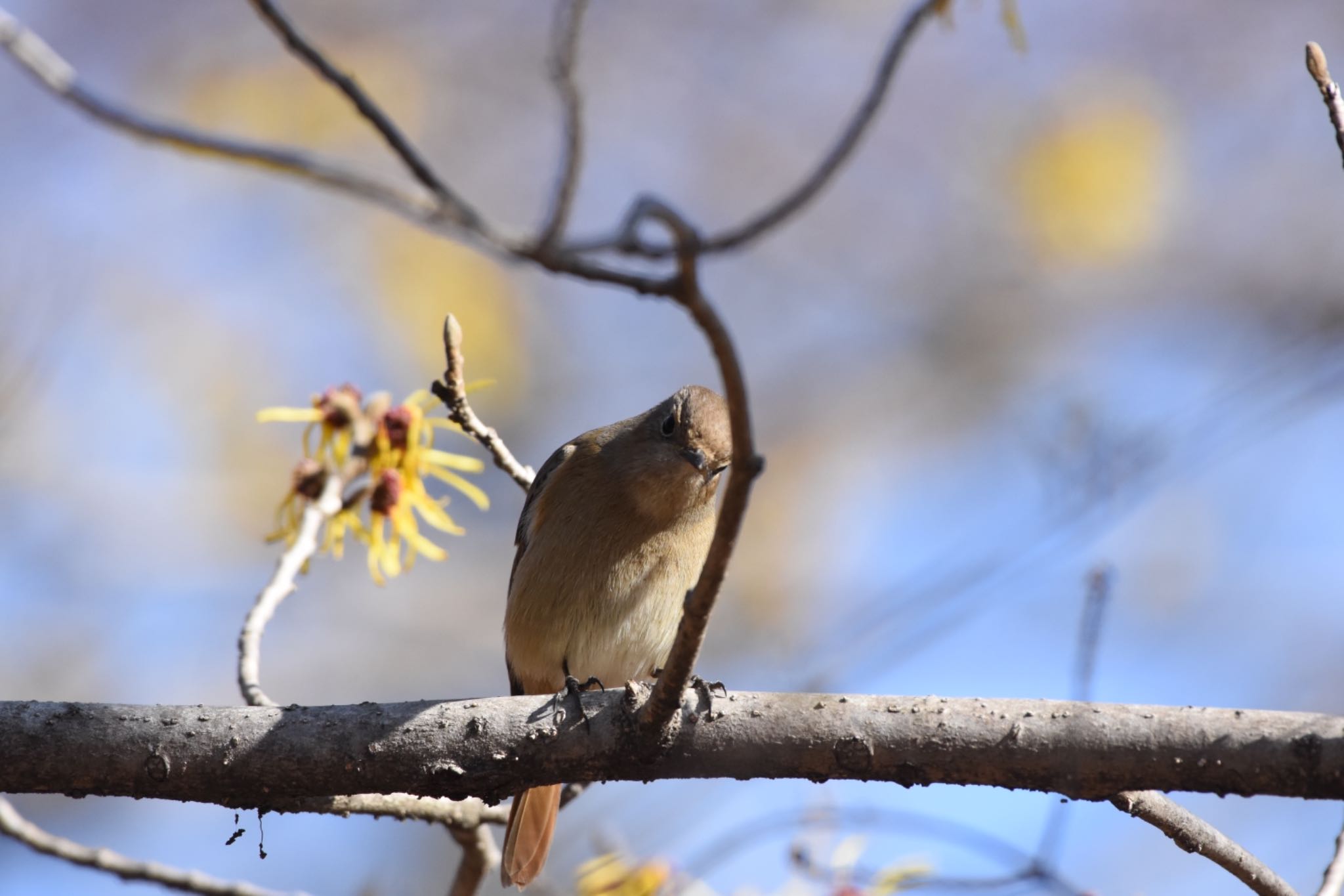 小宮公園(八王子) ジョウビタキの写真 by Hofstadter2303