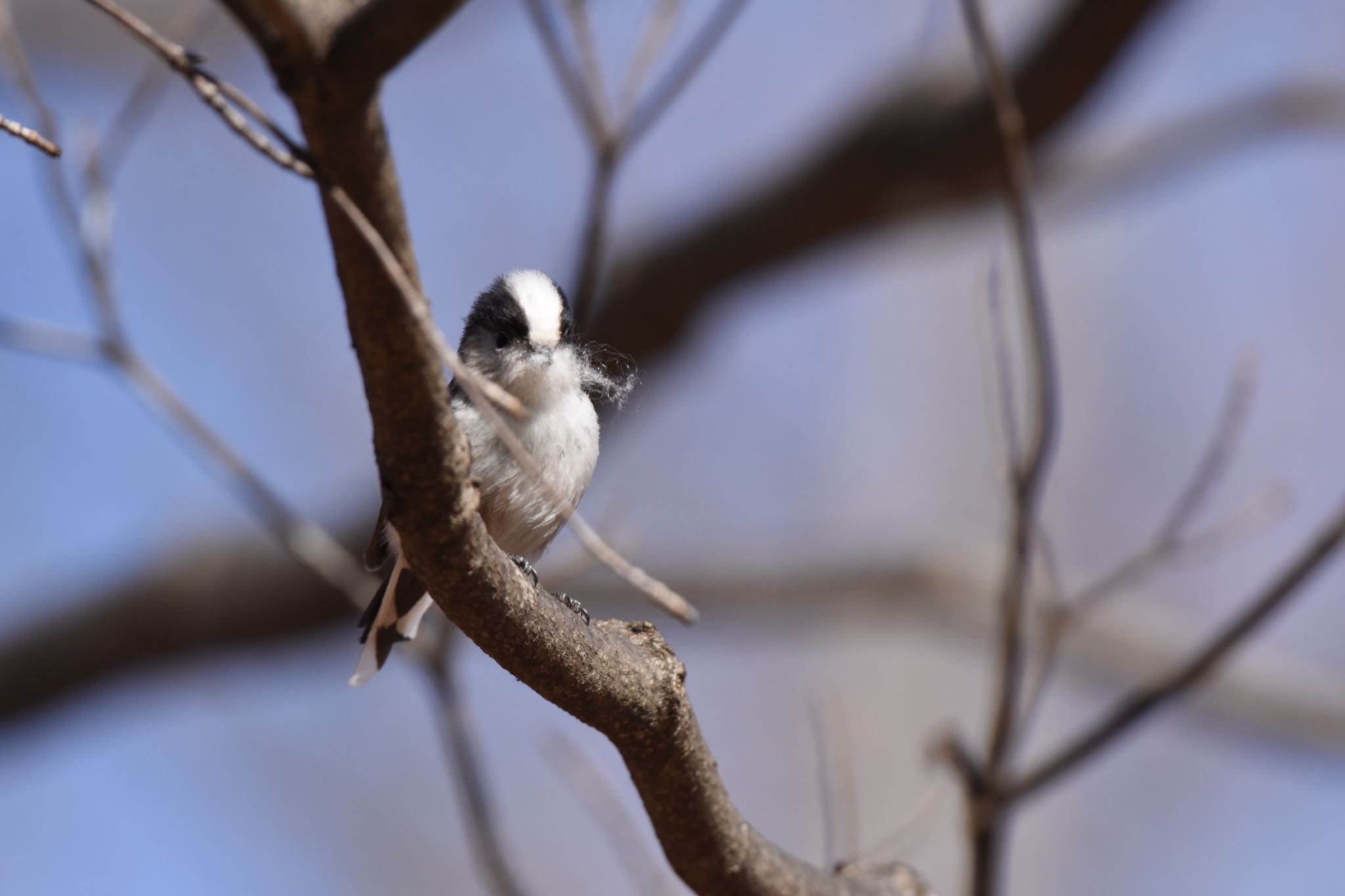 小宮公園(八王子) エナガの写真 by Hofstadter2303