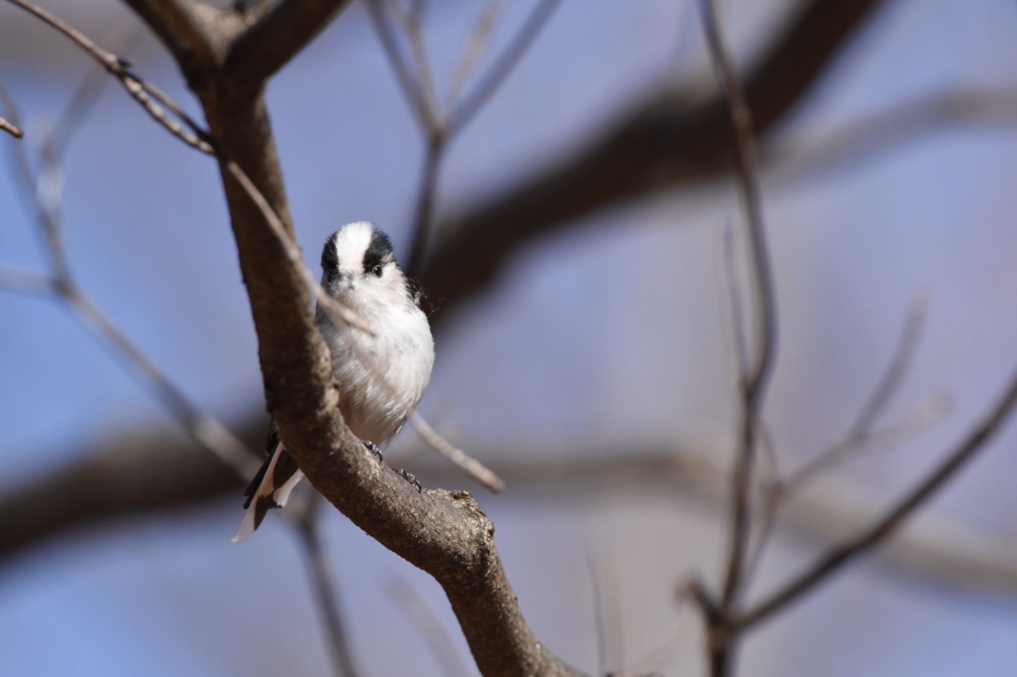 小宮公園(八王子) エナガの写真 by Hofstadter2303