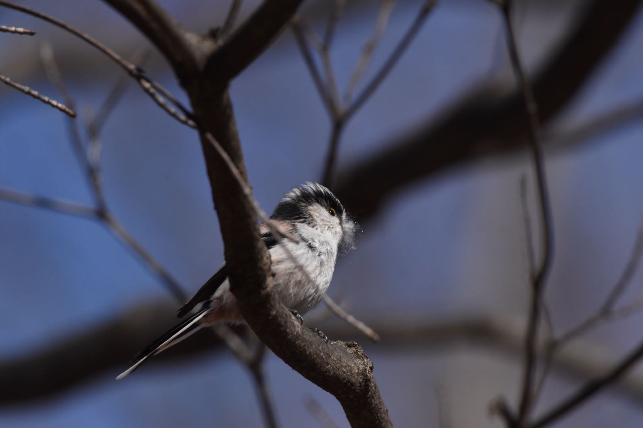 小宮公園(八王子) エナガの写真 by Hofstadter2303