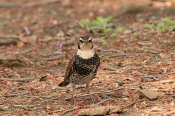 ツグミ 三ツ池公園(横浜市鶴見区) 2019年4月19日(金)