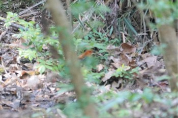 2019年4月22日(月) 服部緑地の野鳥観察記録