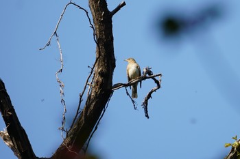 Pale Thrush Hattori Ryokuchi Park Mon, 4/22/2019