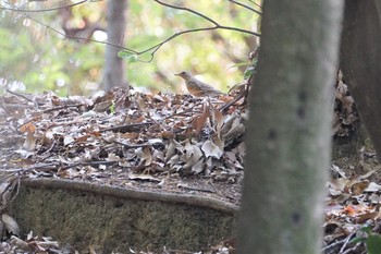 Brown-headed Thrush Hattori Ryokuchi Park Mon, 4/22/2019