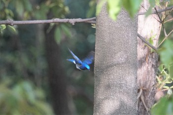 Blue-and-white Flycatcher Hattori Ryokuchi Park Mon, 4/22/2019