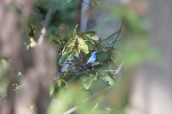 Blue-and-white Flycatcher Hattori Ryokuchi Park Mon, 4/22/2019