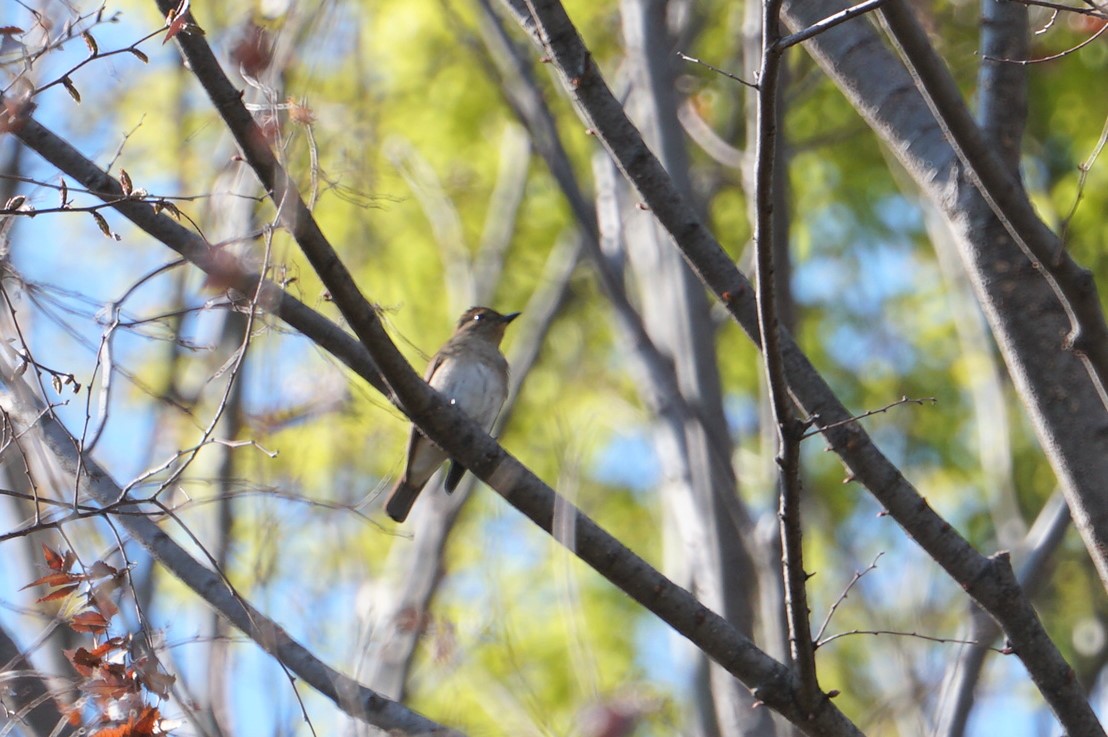 Photo of Blue-and-white Flycatcher at 猪名川公園 by マル