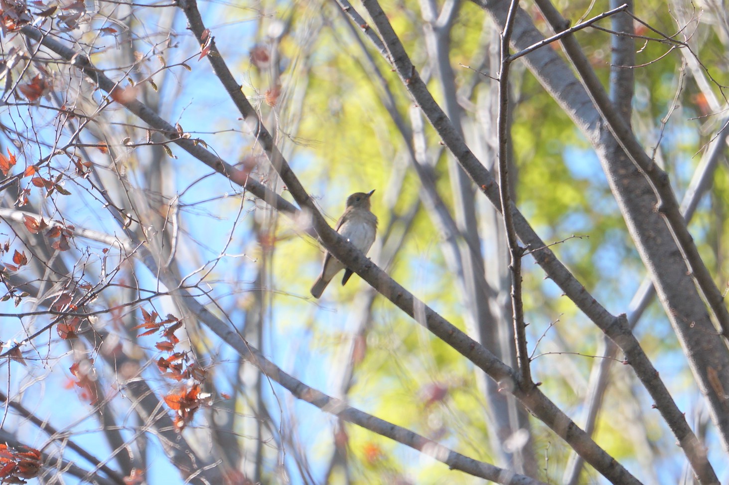 Blue-and-white Flycatcher