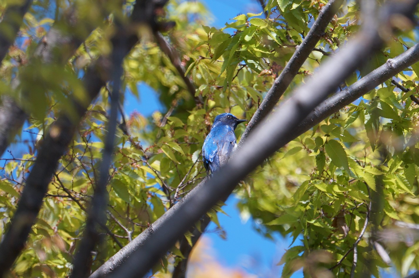 Photo of Blue-and-white Flycatcher at 猪名川公園 by マル