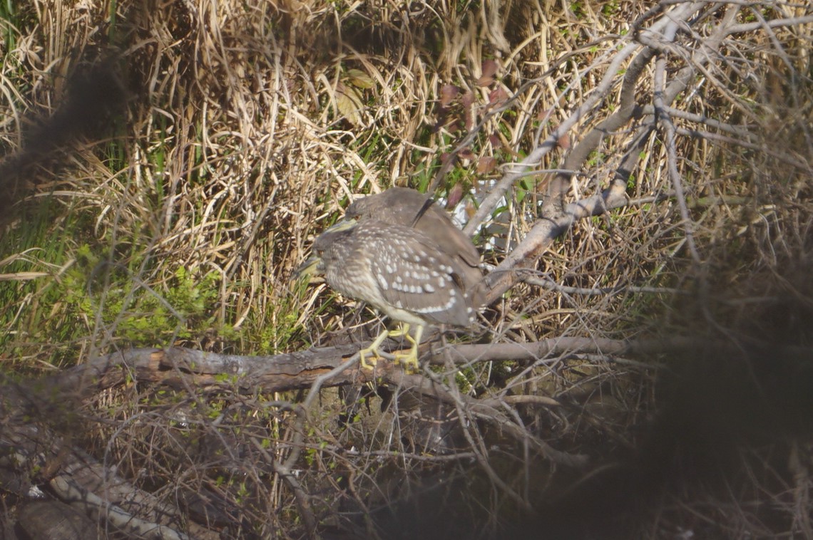 Black-crowned Night Heron