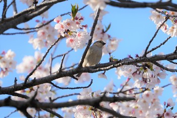 Russet Sparrow 猪名川公園 Mon, 4/15/2019