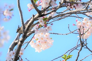 Russet Sparrow 猪名川公園 Mon, 4/15/2019