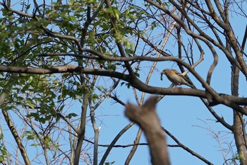 2019年4月20日(土) 昆陽池公園の野鳥観察記録