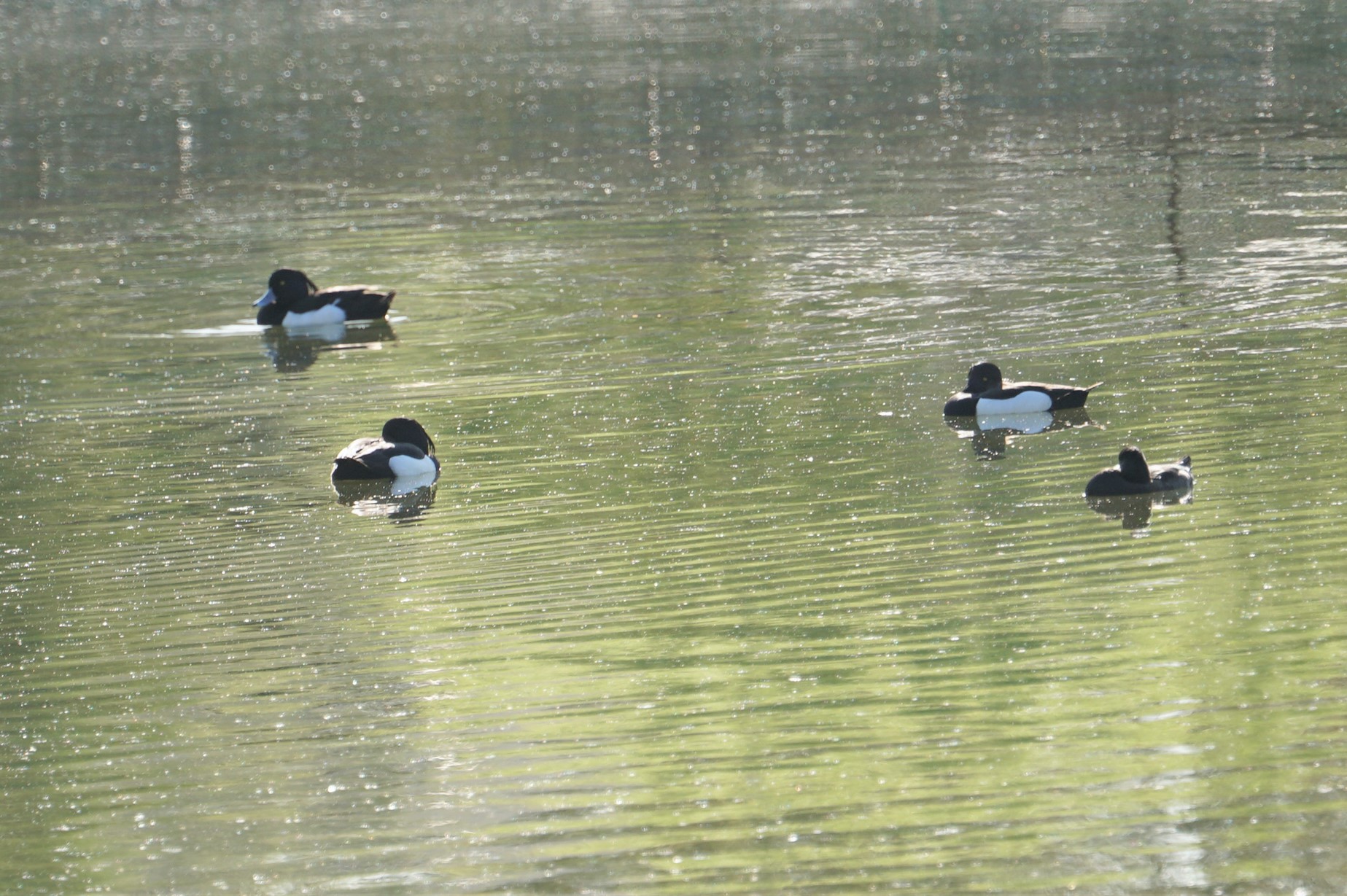 昆陽池公園 キンクロハジロの写真 by マル