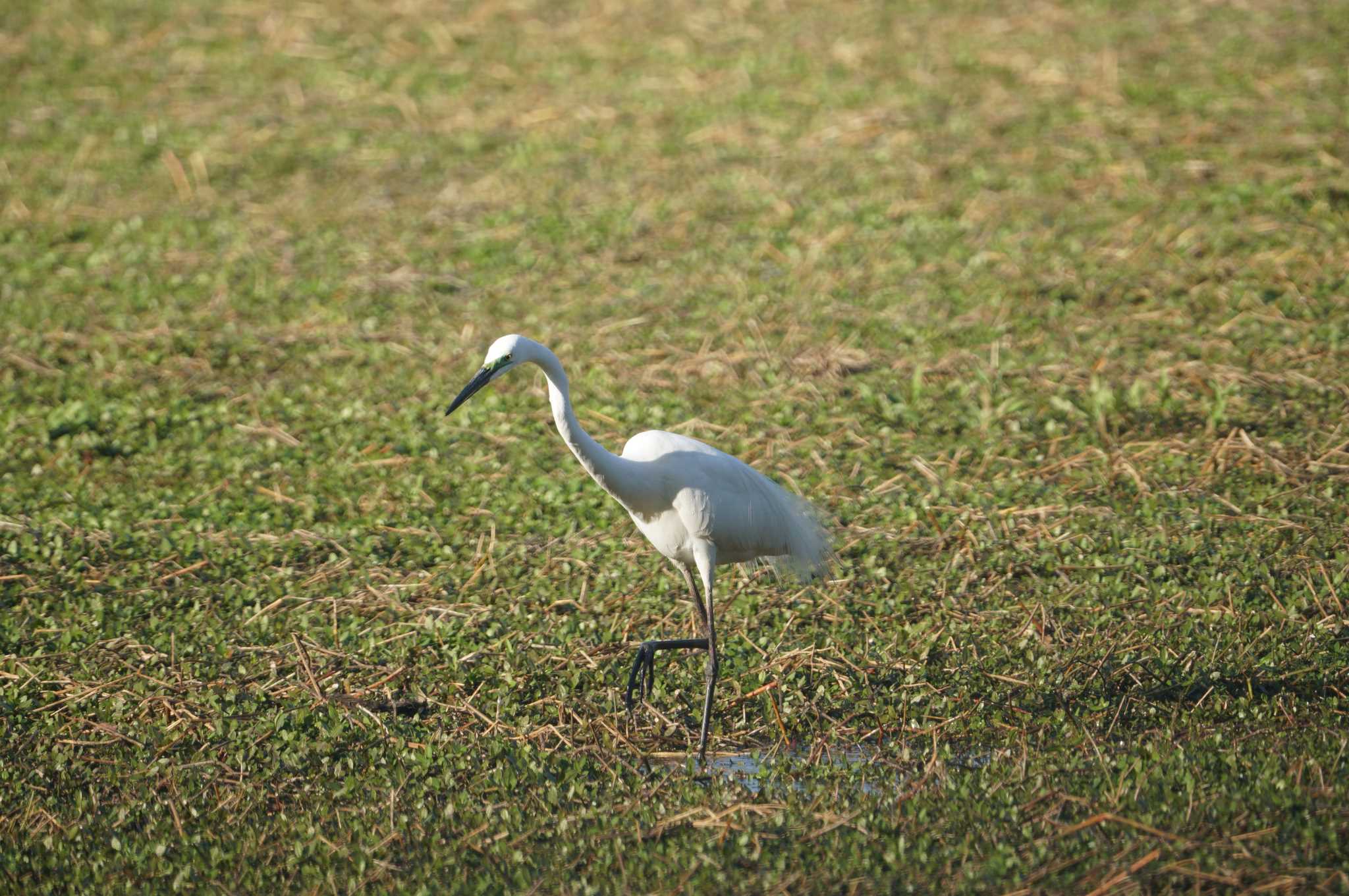 昆陽池公園 ダイサギの写真 by マル