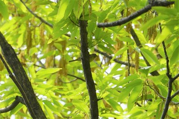 アオジ 服部緑地 2019年4月21日(日)