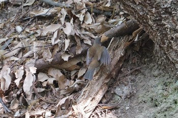 Pale Thrush Hattori Ryokuchi Park Sun, 4/21/2019