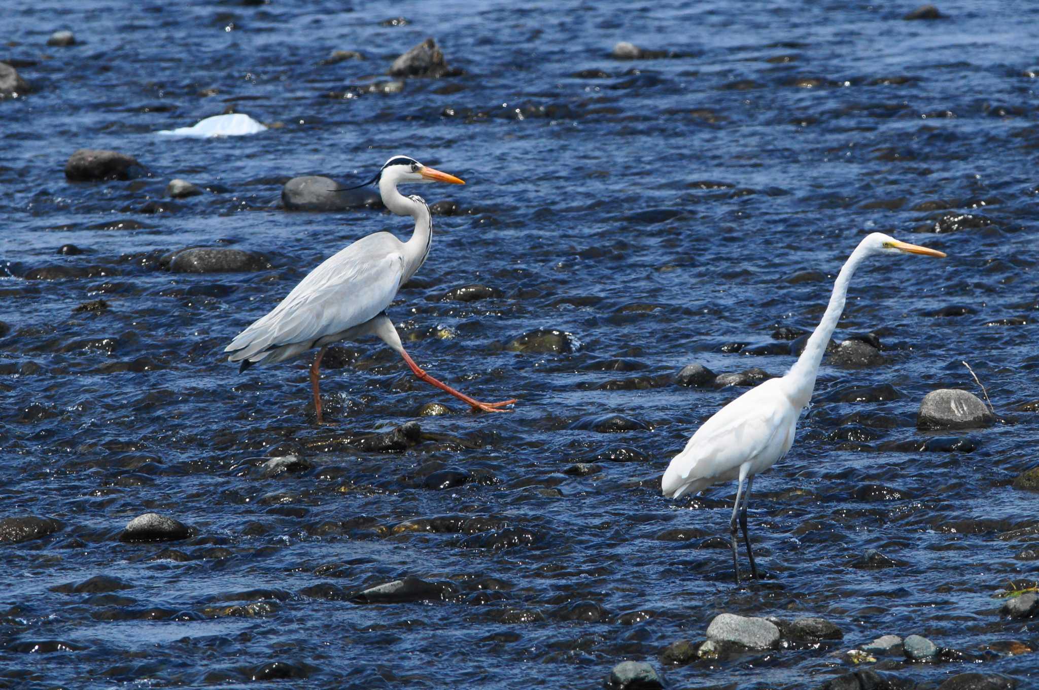 Great Egret