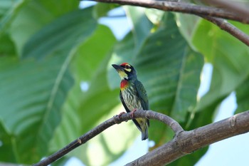 2019年2月25日(月) Krua Rommaiの野鳥観察記録