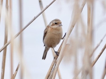 Chinese Penduline Tit