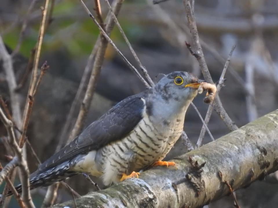 Photo of Common Cuckoo at 茨城県つくば市 by Simo