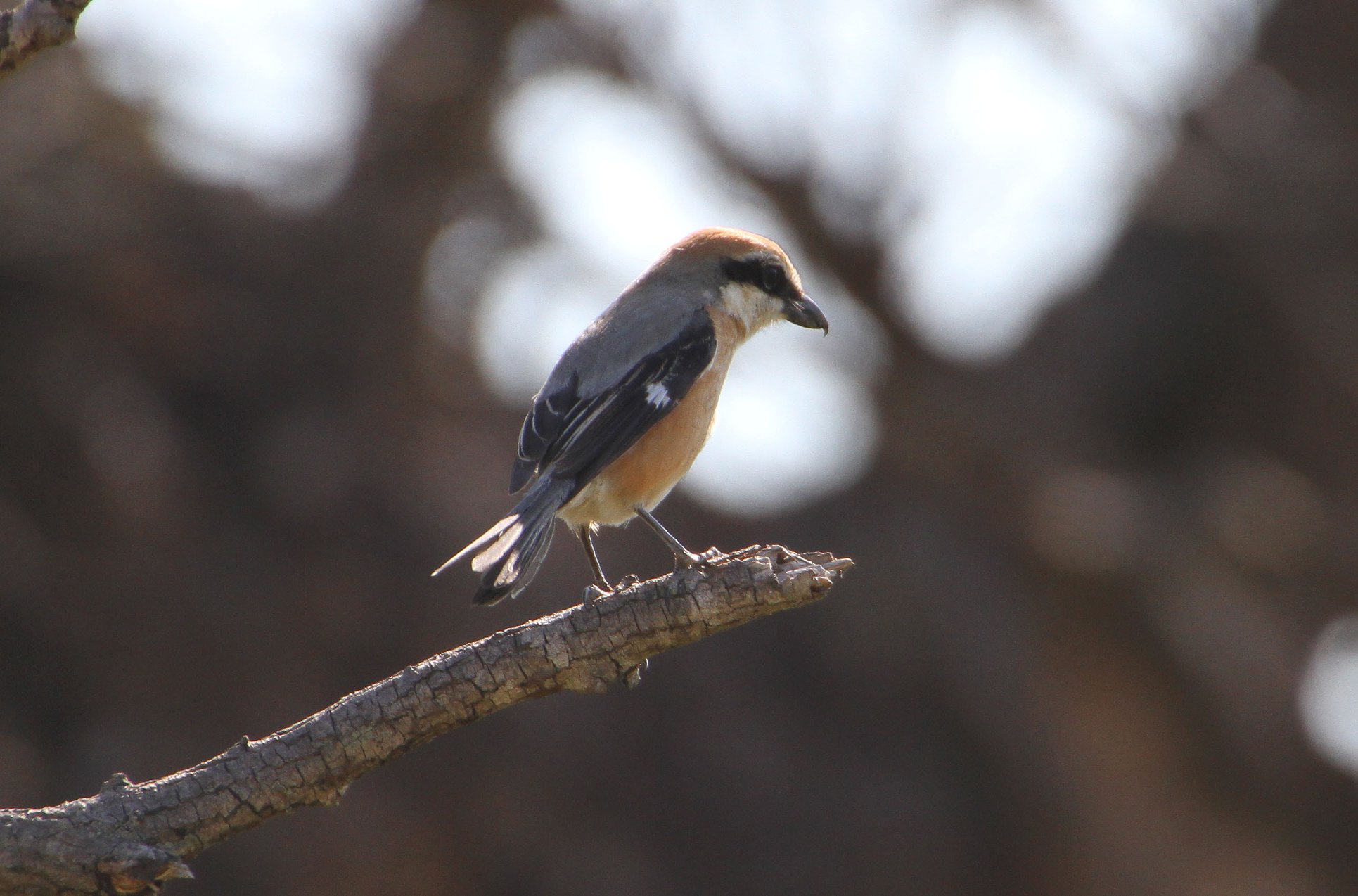 Photo of Bull-headed Shrike at 茨城県つくばみらい市 by Simo