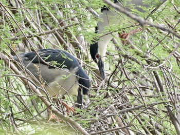 ゴイサギ 場所が不明 2019年4月24日(水)