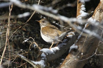 Pale Thrush 神奈川県相模原市 Sun, 2/10/2019