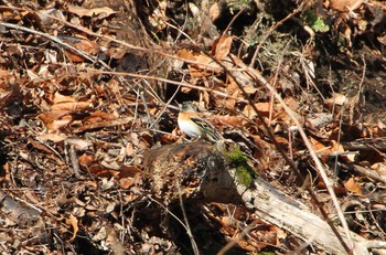 2019年2月10日(日) 神奈川県相模原市の野鳥観察記録