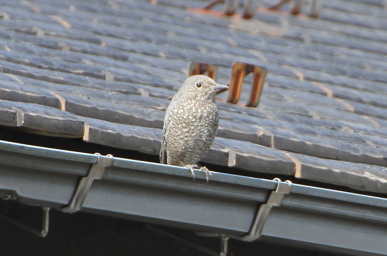 Photo of Blue Rock Thrush at 神奈川県相模原市 by Simo