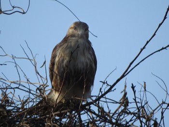 Eastern Buzzard Kasai Rinkai Park Sat, 1/5/2019