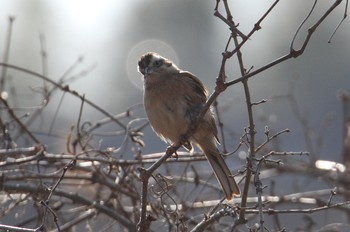 Sun, 2/24/2019 Birding report at 茨城県守谷市