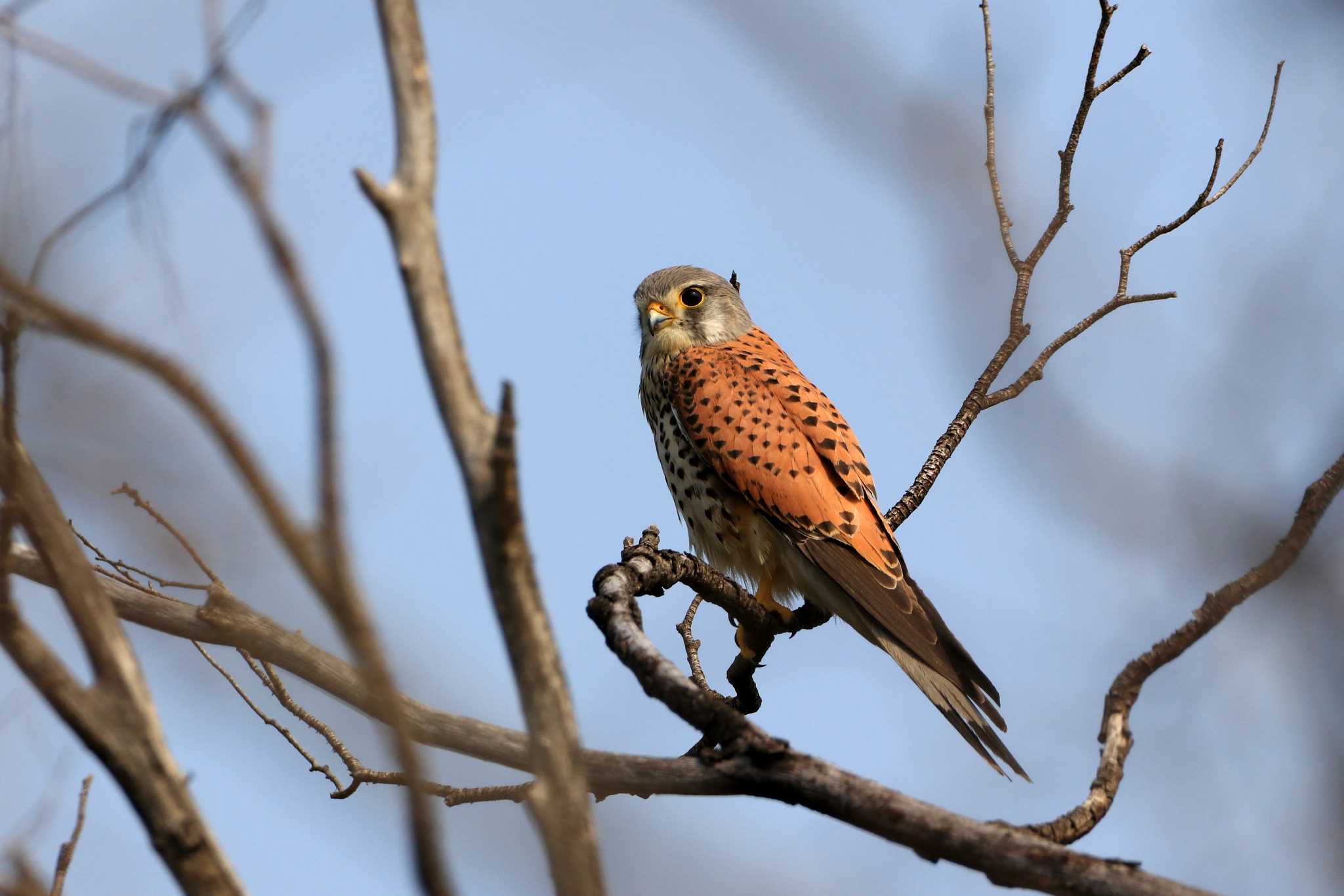 Photo of Common Kestrel at Osaka castle park by とみやん