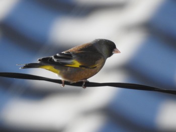 2019年1月11日(金) 茨城県つくばみらい市の野鳥観察記録